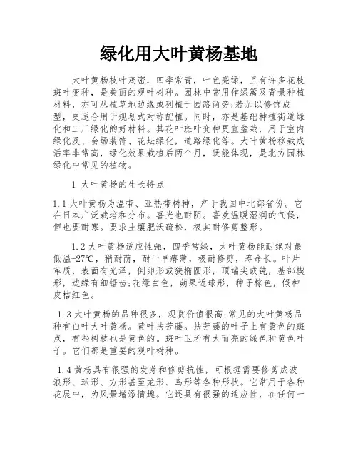 绿化用大叶黄杨基地