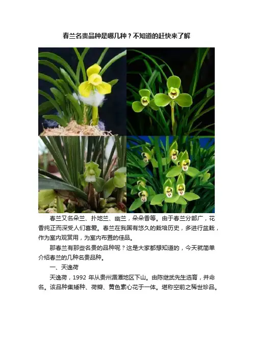 春兰名贵品种是哪几种？不知道的赶快来了解