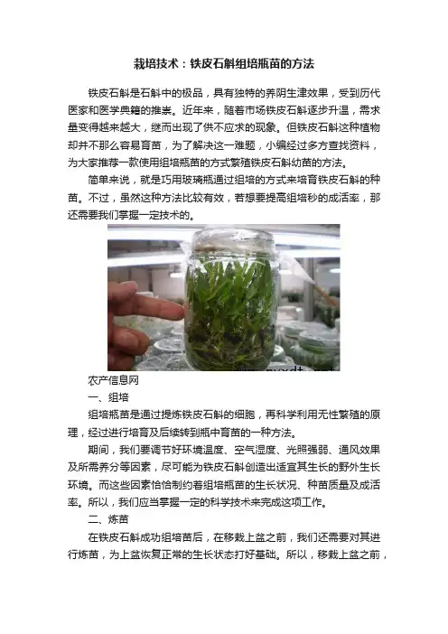 栽培技术：铁皮石斛组培瓶苗的方法