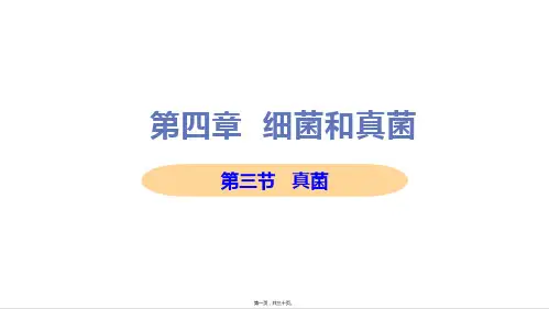 新人教版八年级上册初中生物 第三节 真菌 教学课件