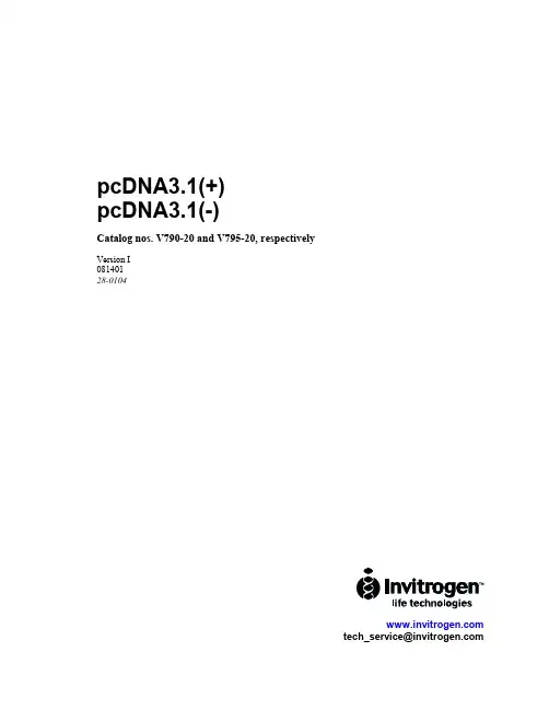 pcDNA3.1质粒图谱