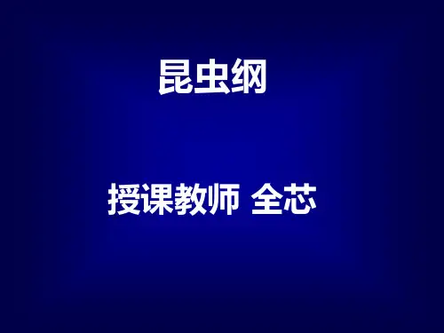 昆虫纲.