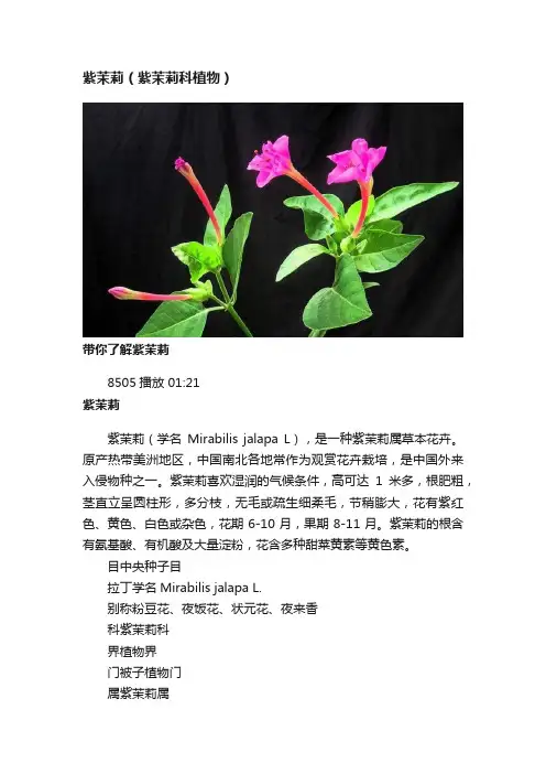 紫茉莉（紫茉莉科植物）