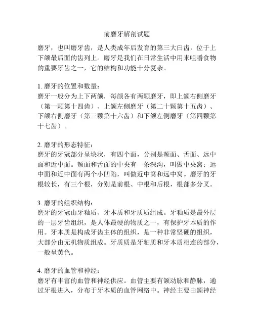前磨牙解剖试题