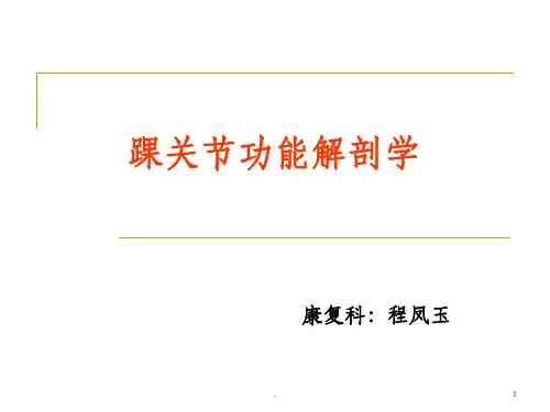 踝关节运动学ppt课件
