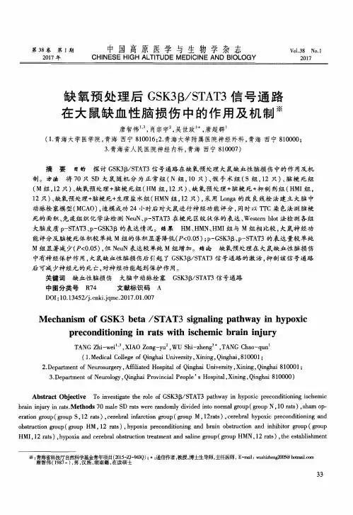 缺氧预处理后GSK3β／STAT3信号通路在大鼠缺血性脑损伤中的作用及机制