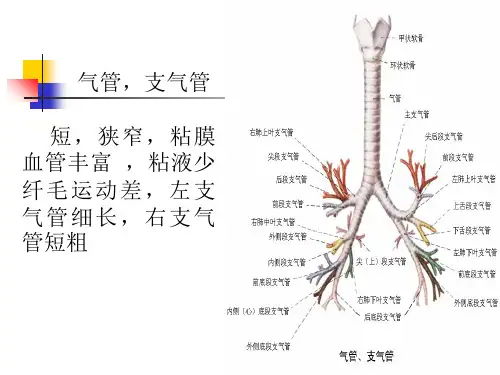 儿科学课件ppt(-)肺炎