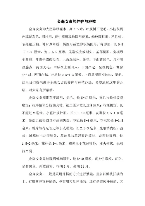 金森女贞的养护与种植