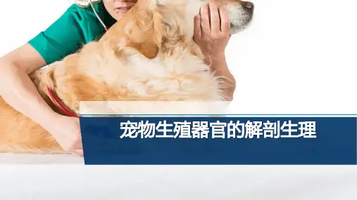 【宠物外产科病课件】宠物生殖器官的解剖生理