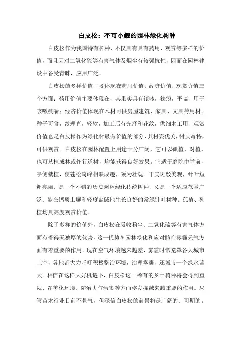 白皮松：不可小觑的园林绿化树种