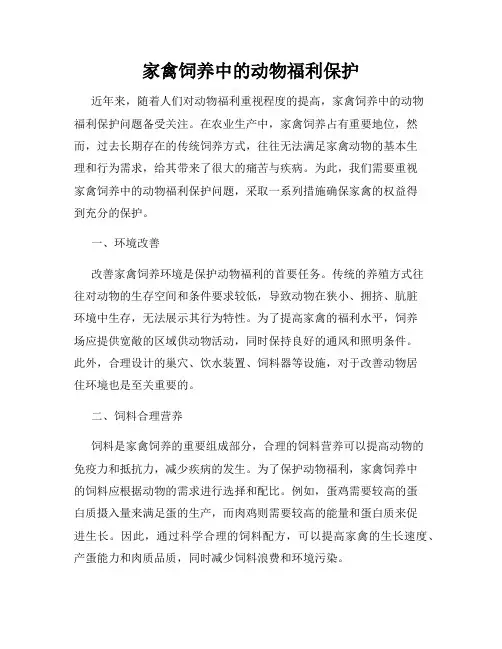 家禽饲养中的动物福利保护