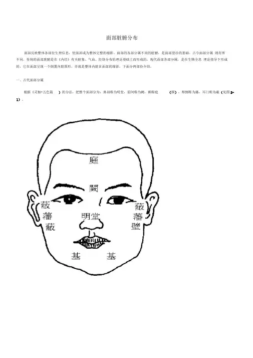 面部脏腑分布