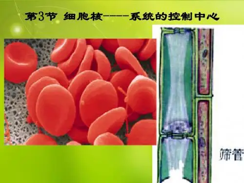 高中生物《第三章 第三节 细胞核 系统的控制中心》课件 新人教版必修1