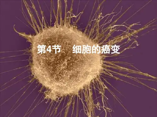 6.4细胞的癌变 PPT课件