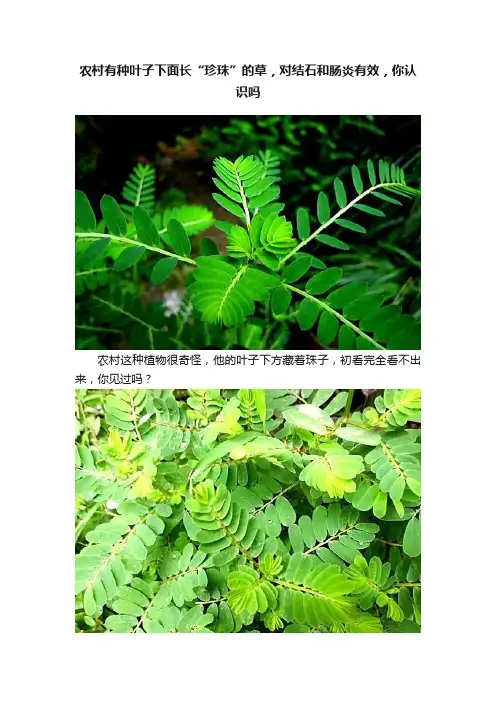 农村有种叶子下面长“珍珠”的草，对结石和肠炎有效，你认识吗