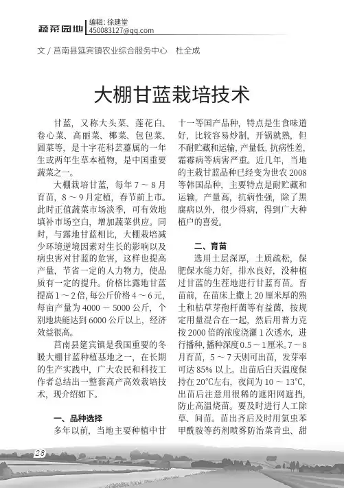 大棚甘蓝栽培技术
