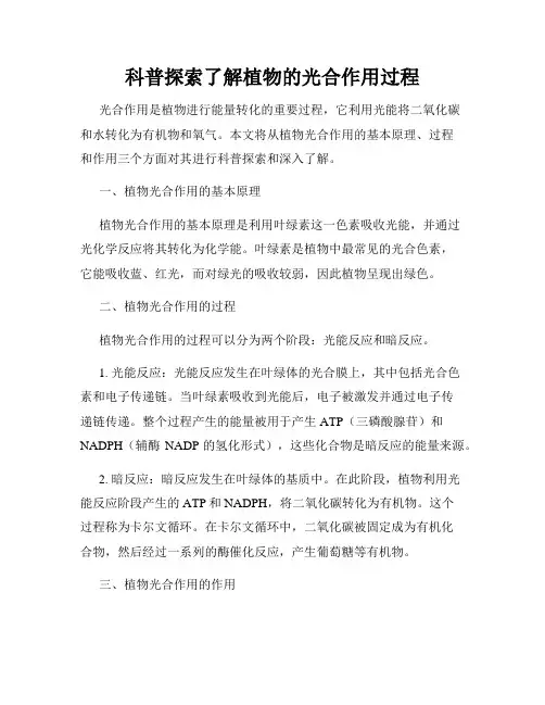 科普探索了解植物的光合作用过程