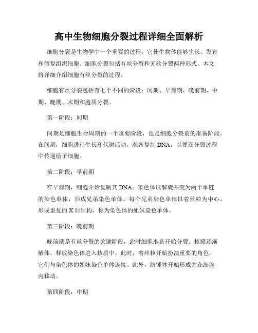 高中生物细胞分裂过程详细全面解析