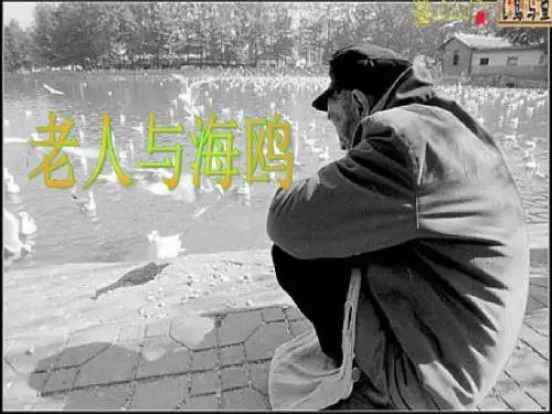21老人与海鸥ppt