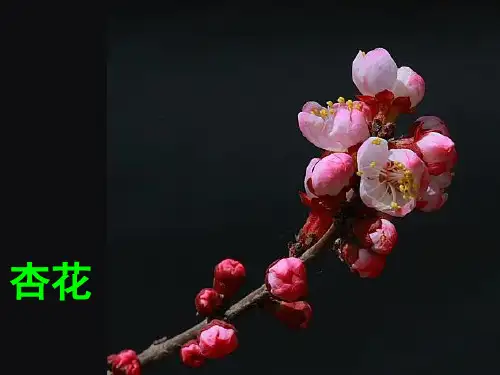 四年级科学下《二 新的生命  花、果实和种子》优质课PPT课件_4