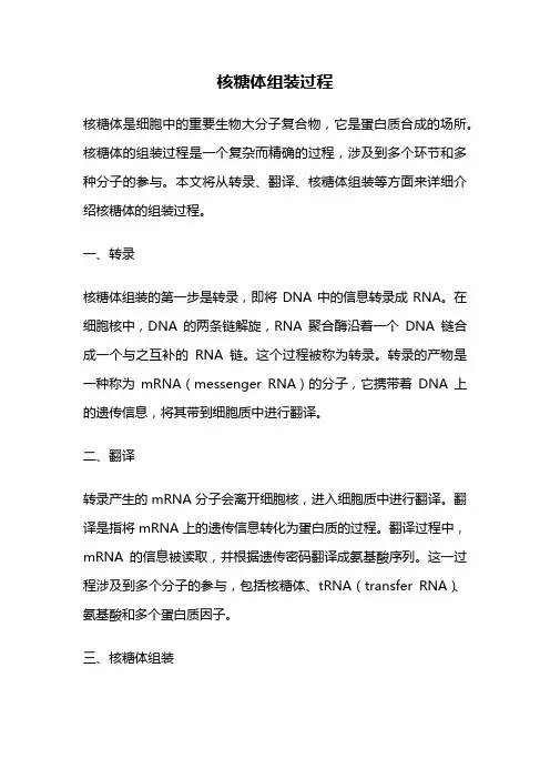 核糖体组装过程