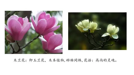 《木兰诗》优质课—优质课ppt课件