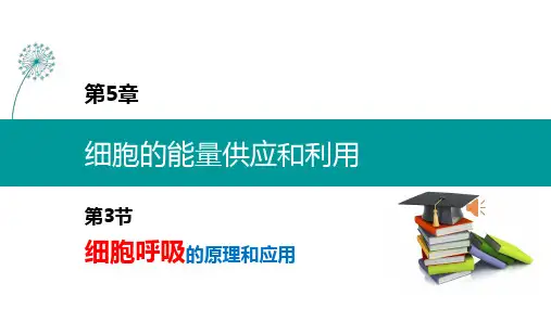 2020人教版新教材高中生物精品课件必修一5-3 细胞呼吸的原理和应用