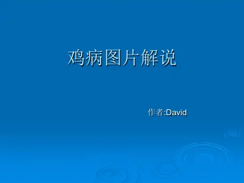鸡病图片解说