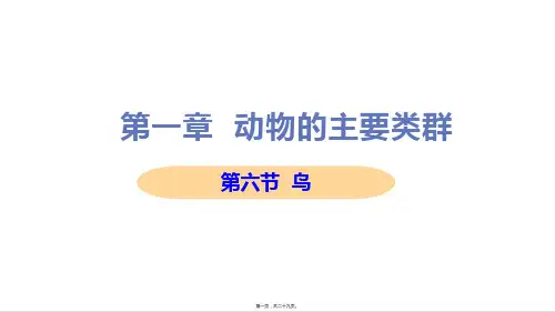 新人教版八年级上册初中生物 第六节 鸟 教学课件