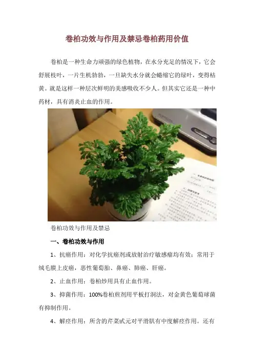 卷柏功效与作用及禁忌 卷柏药用价值