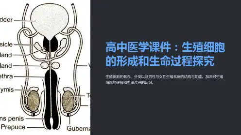 高中医学课件：生殖细胞的形成和生命过程探究