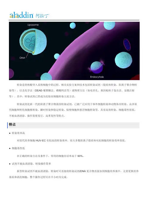 转染试剂的转染过程及特点