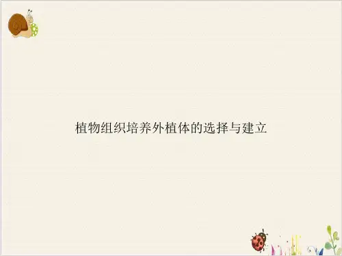 植物组织培养外植体的选择与建立PPT.