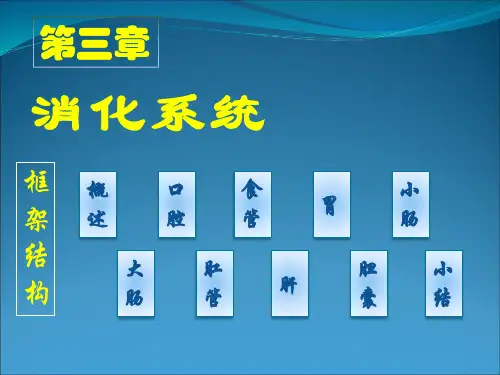 人体解剖与组织胚胎学 第三章消化系统