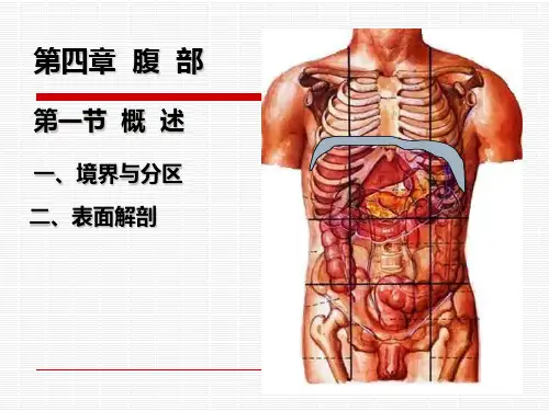 美容局部解剖学腹部