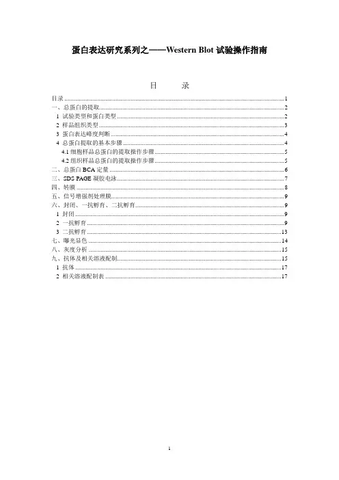 western blot试验操作指南