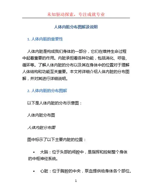 人体内脏分布图解及说明