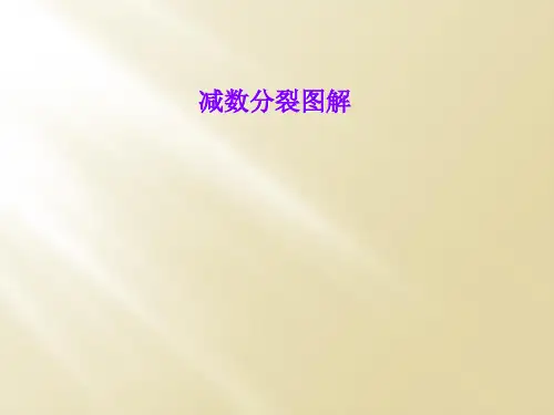 减数分裂图解
