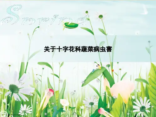 十字花科蔬菜病虫害课件
