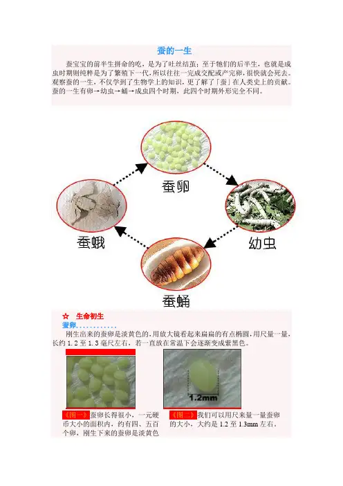 蚕宝宝的一生精彩资料