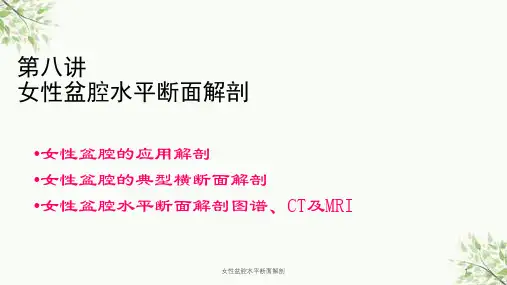 女性盆腔水平断面解剖课件