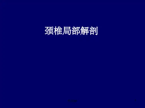 颈椎局部解剖理论ppt课件