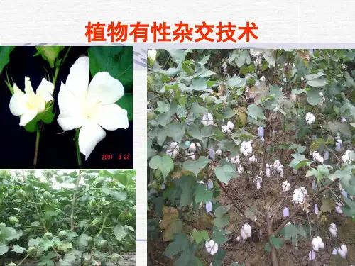 棉花的有性杂交技术