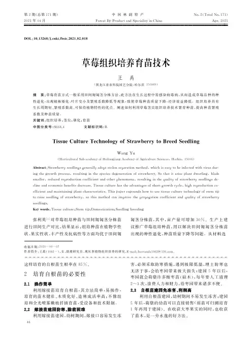 草莓组织培养育苗技术