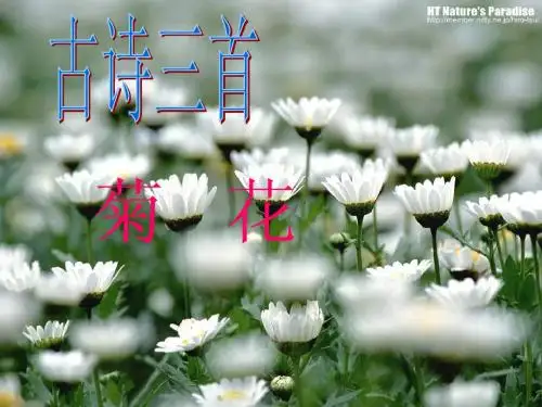 菊花_元稹