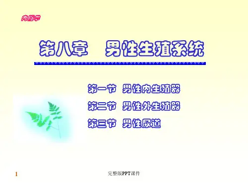 人体解刨学 男性生殖系统ppt课件
