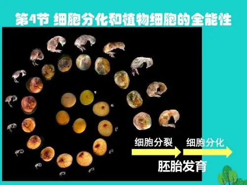 17高中生物第二册第7章细胞的分裂和分化7.4细胞分化和植物细胞的全能性课件3沪科版
