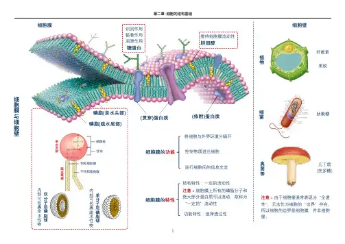 细胞的结构基础知识脉络图