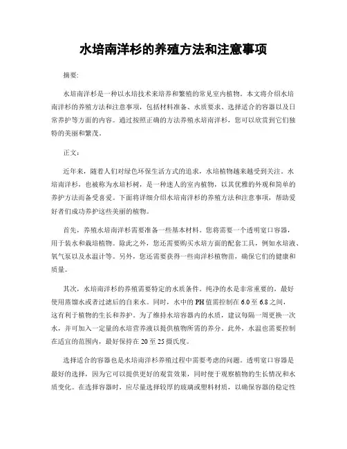 水培南洋杉的养殖方法和注意事项