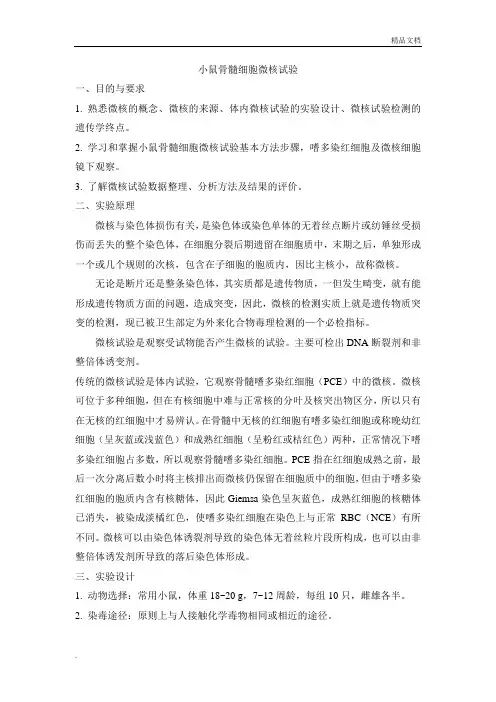 小鼠骨髓微核试验